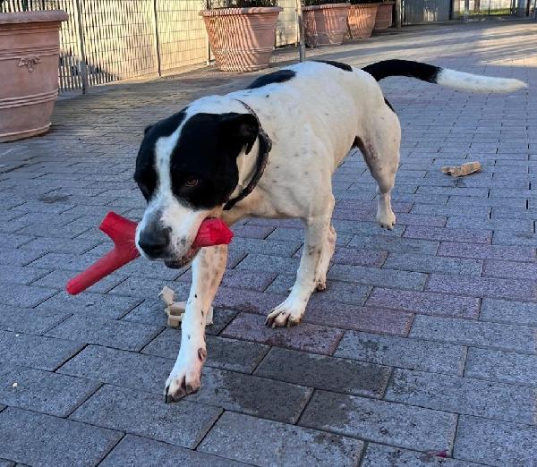 BLACK GENTILCANE Foto 5